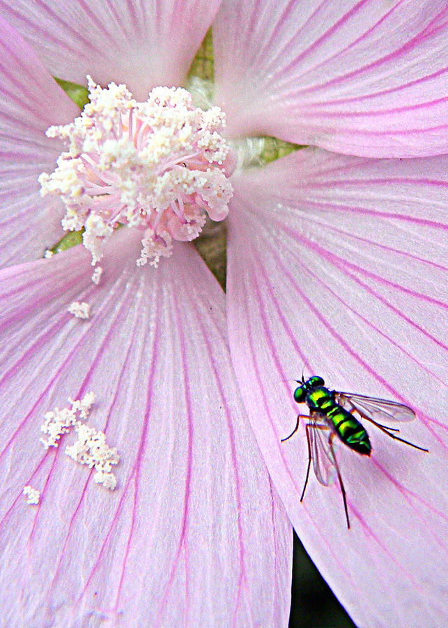 Iridescent Fly  Photograph by Mark J Seefeldt