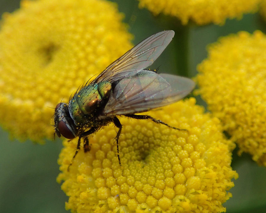 Iridescent fly on Tansy Photograph by Doris Potter