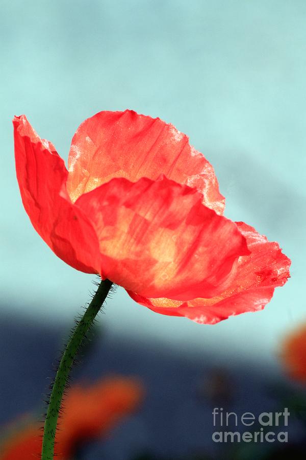 Poppy Photograph - Iridescent Poppy by Beth Buelow