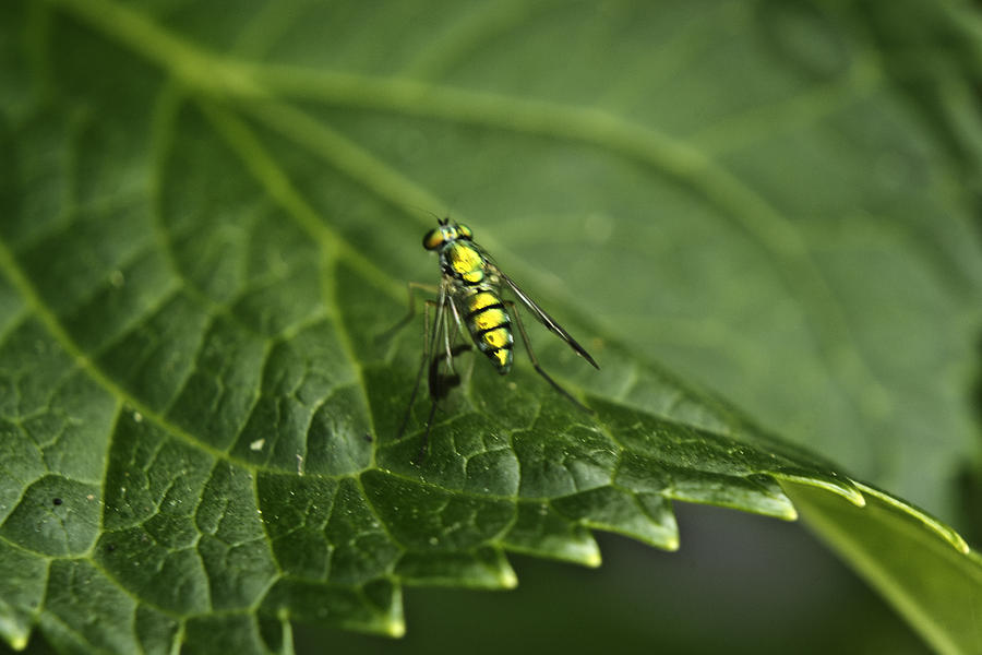 Fly Photograph - Iridescent Yellow Green Fly by Douglas Barnett