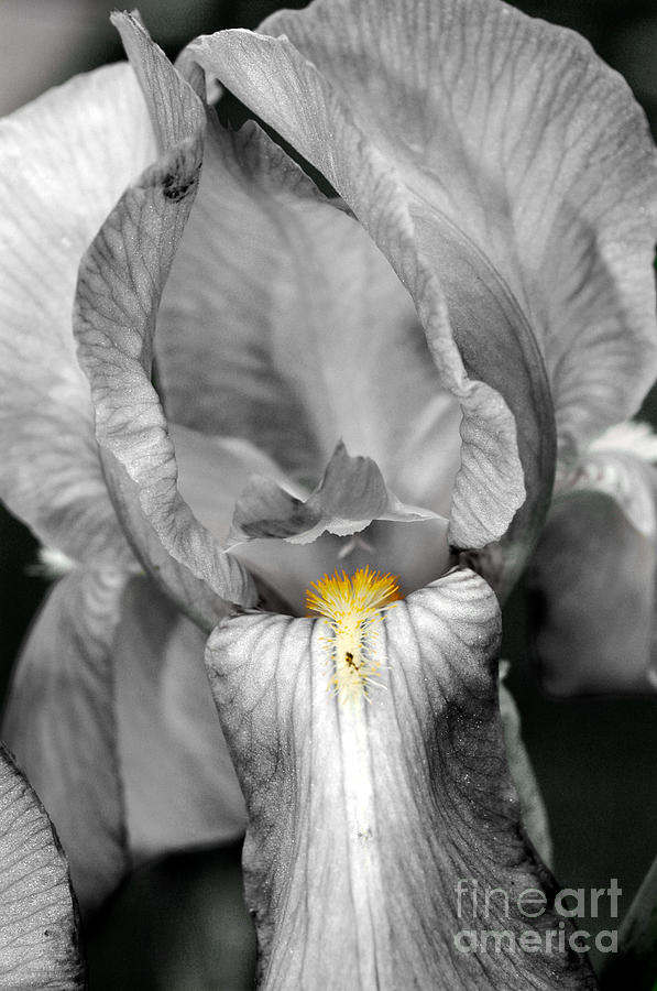 Iris - BW Photograph by Larry Carr