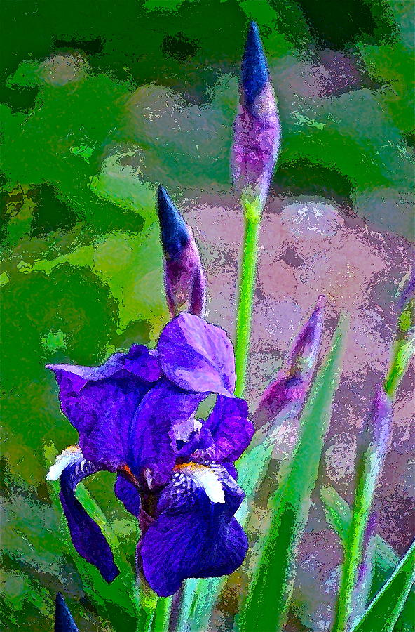 Flower Photograph - Iris 26 by Pamela Cooper
