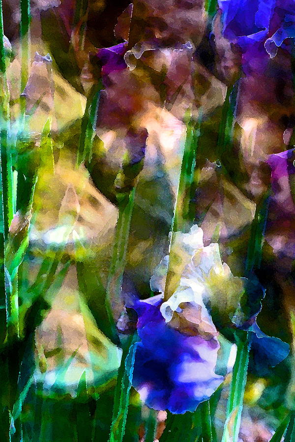 Flower Photograph - Iris 52 by Pamela Cooper