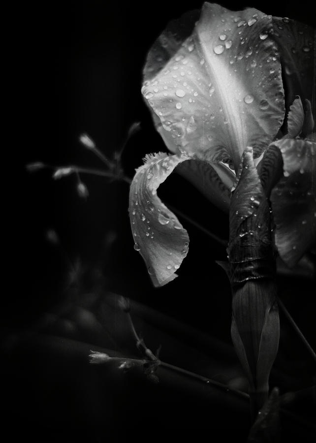 Dark Garden Photograph by Rebecca Sherman - Pixels