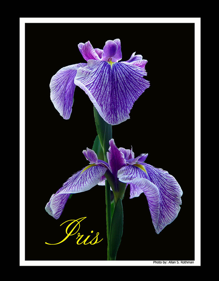 Iris Photograph by Allan Rothman