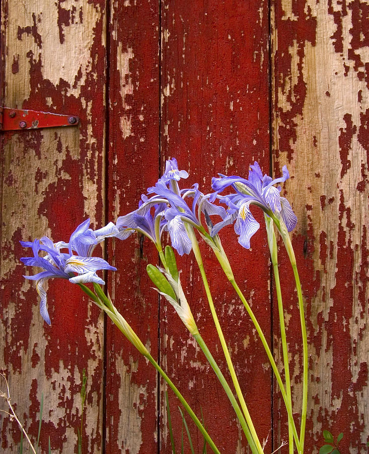 Iris and Red Door Photograph by Joe  Palermo