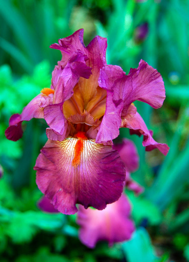 Iris beauty 1 Photograph by Fran Woods
