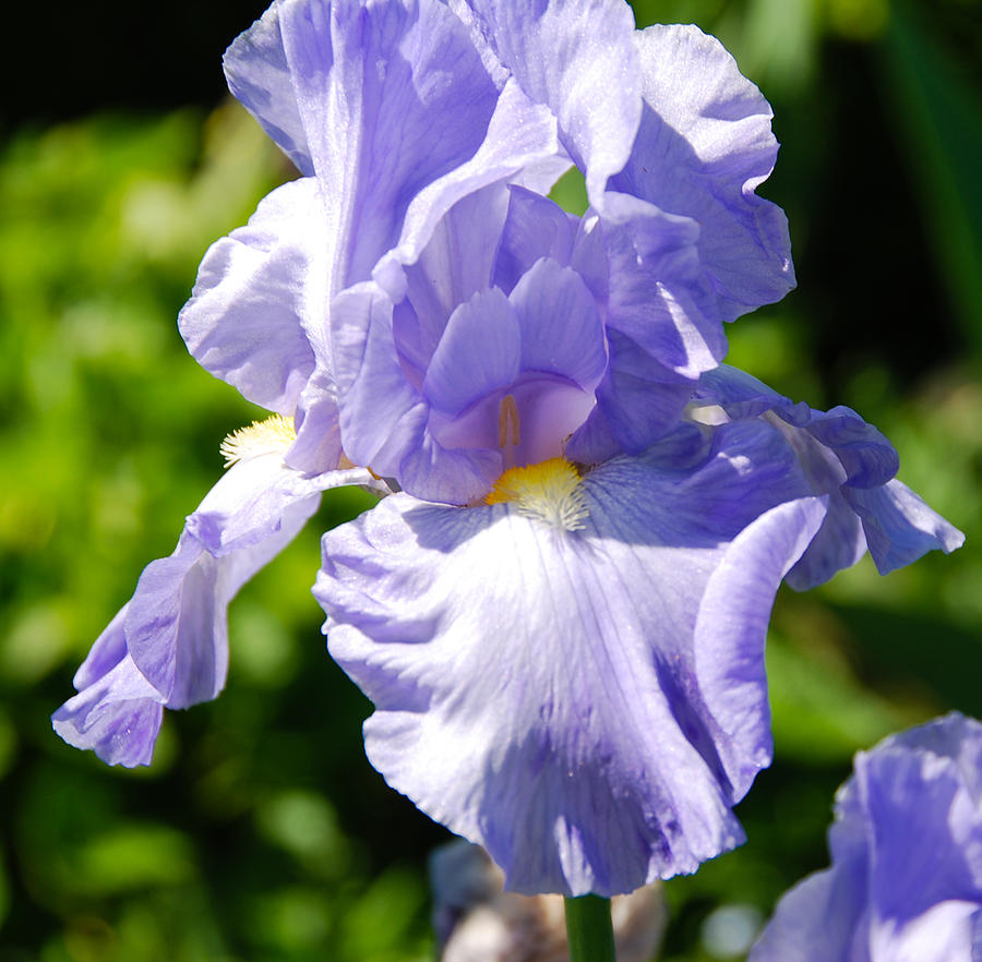 Iris beauty 2 Photograph by Fran Woods