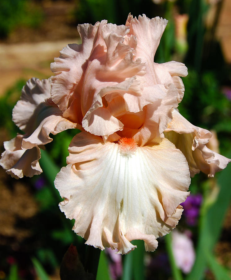 Iris beauty 3 Photograph by Fran Woods