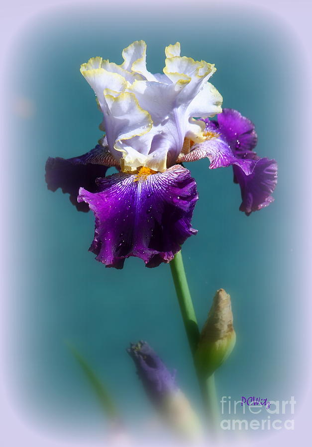 Iris Bloom Photograph by Patrick Witz