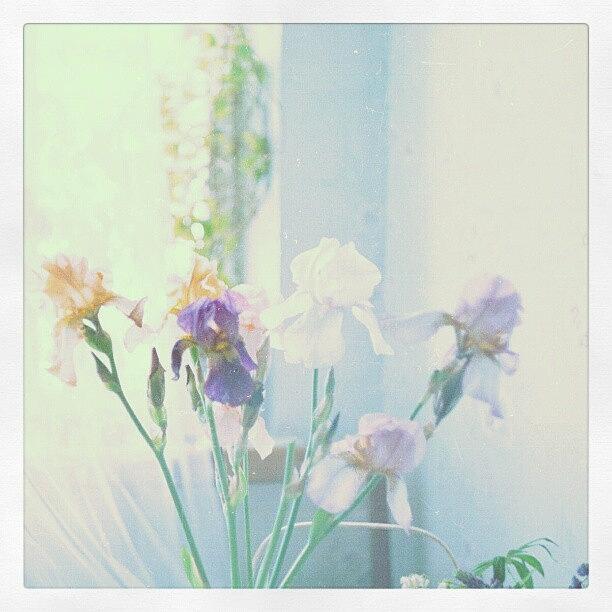 Spring Photograph - #iris #bouquet From Some Time Ago by Linandara Linandara