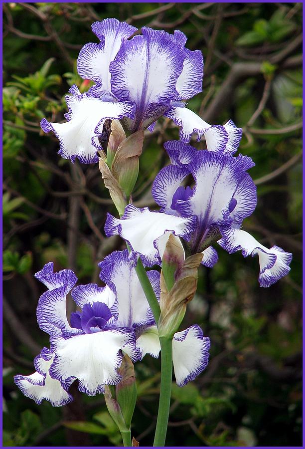 Iris Photograph by Chris Anderson