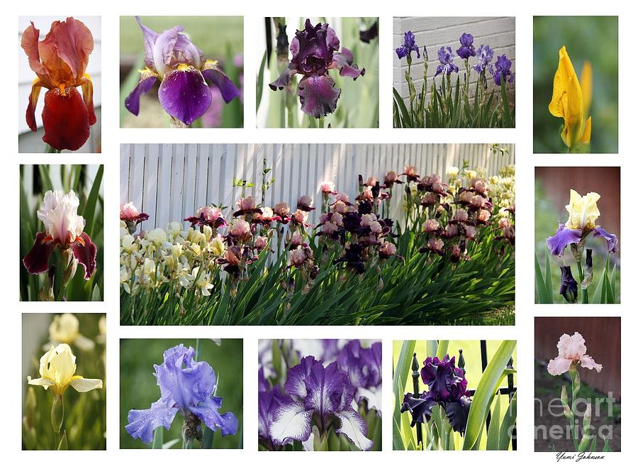 Iris Collage Photograph by Yumi Johnson