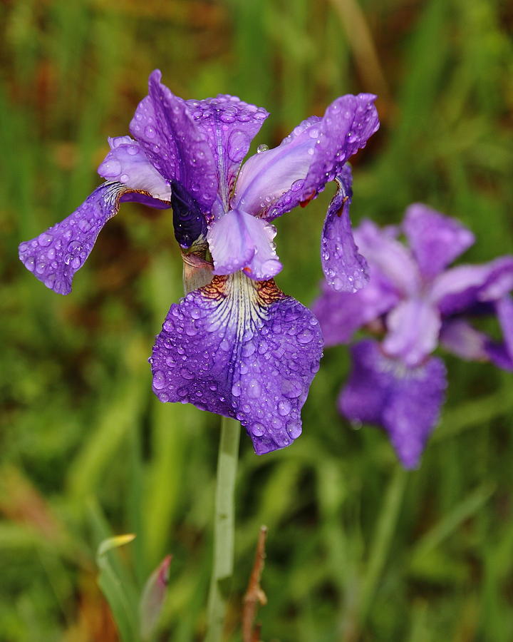 Iris Dew Photograph by Coby Cooper