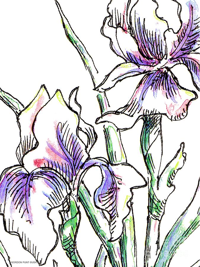 Iris Drawing 2 Painting by Gordon Punt
