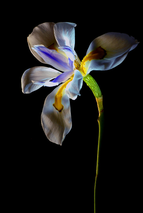 Iris Photograph by Dung Ma