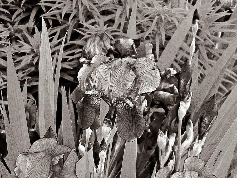 Iris Enhanced with Pencil Photograph by Chris Berry