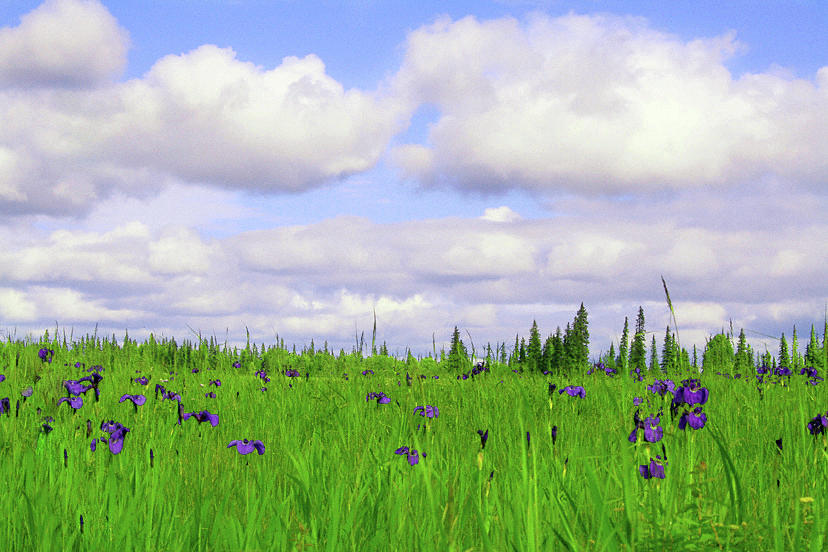 Iris Field Photograph