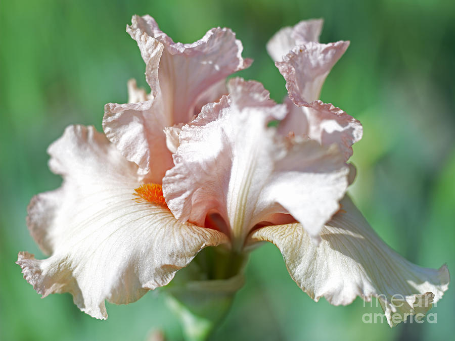 Iris flower Photograph by Tony Cordoza