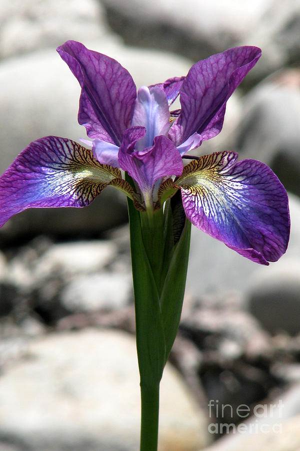 Iris Photograph - Iris by Frank Townsley