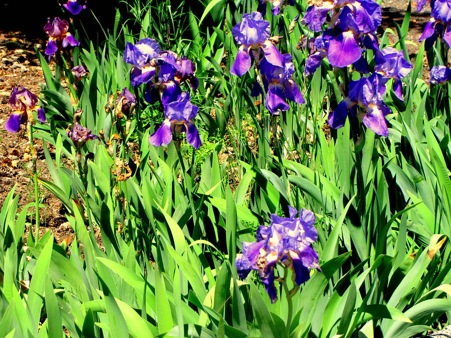 Iris Photograph - Iris Garden by Amy Bradley