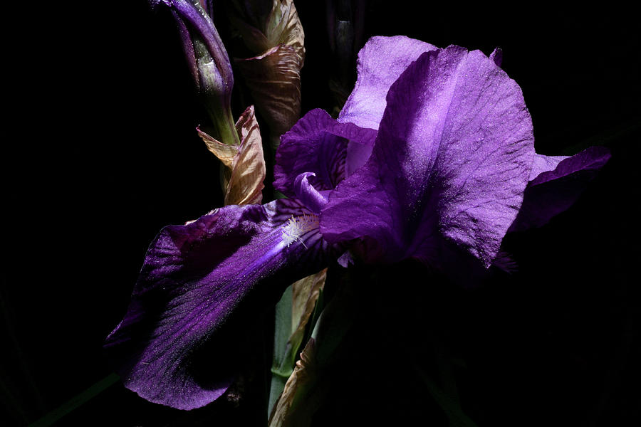 Flowers Still Life Photograph - Her Majesty - Gladiola by Gilbert Artiaga