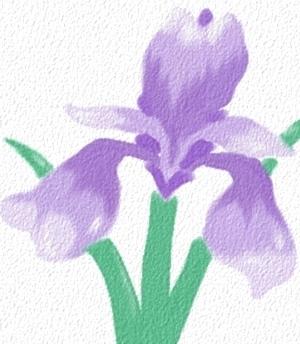 Iris Painting by Heidi Smith