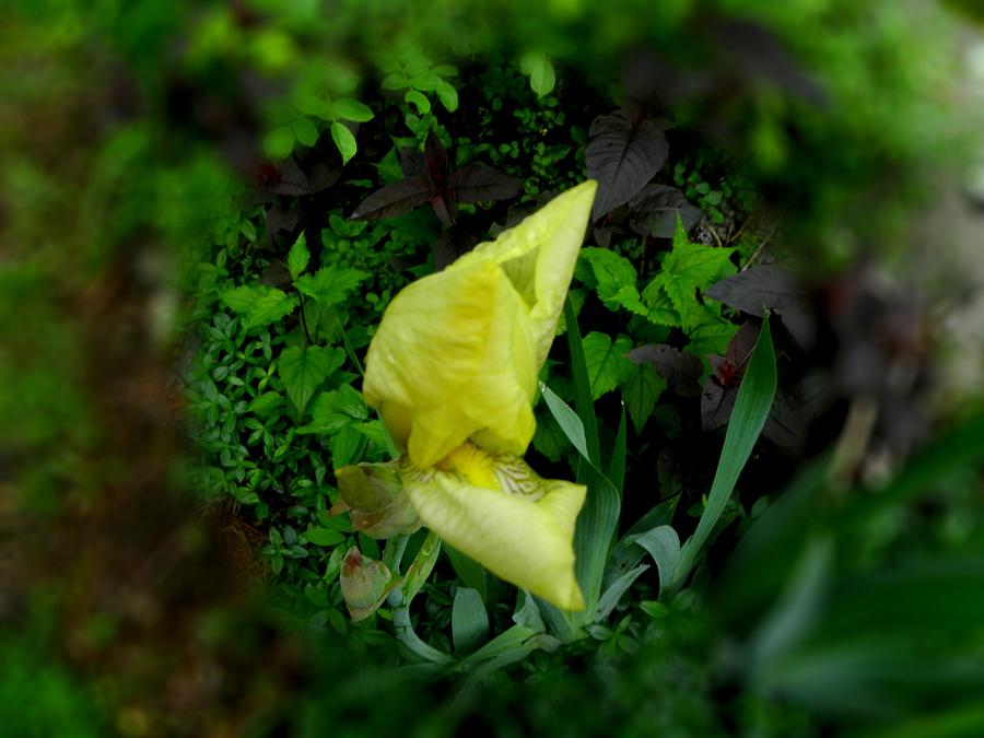 Iris in a cirlcle Photograph by Kim Galluzzo Wozniak