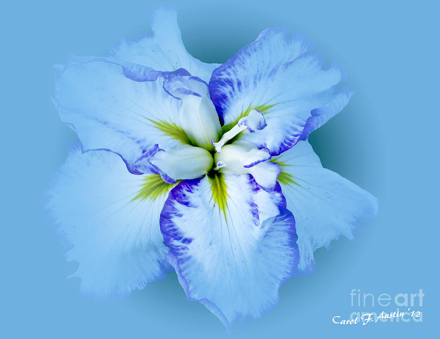 Iris in Blue Photograph by Carol F Austin