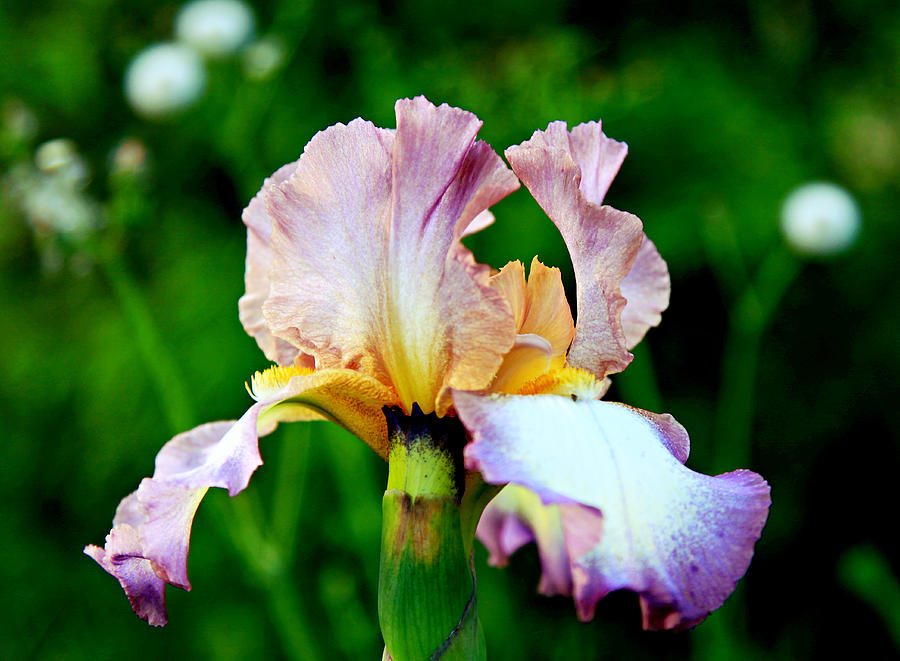 Iris in the garden Photograph by Toni Hopper