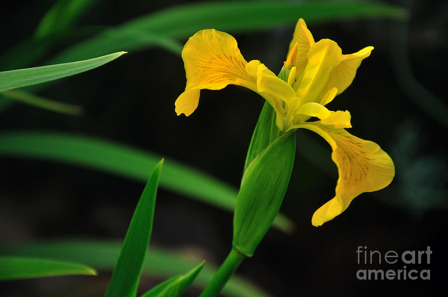 Iris Photograph - Iris in Yellow by Kaye Menner
