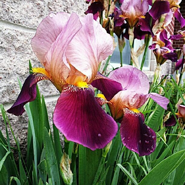 Iris Photograph - Iris. #iris #irisleaves #purple #green by Jess Gowan