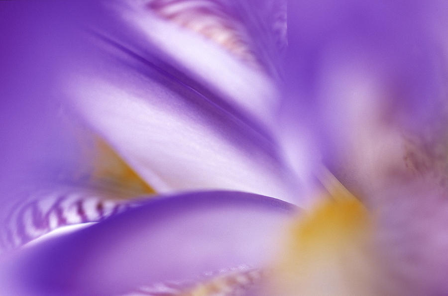 Iris Abstract  Photograph by Jan Vermeer