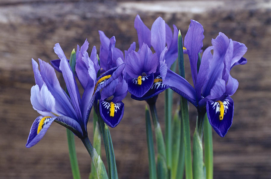 Iris 'joyce' Flowers Photograph by Adrian Thomas Fine Art America