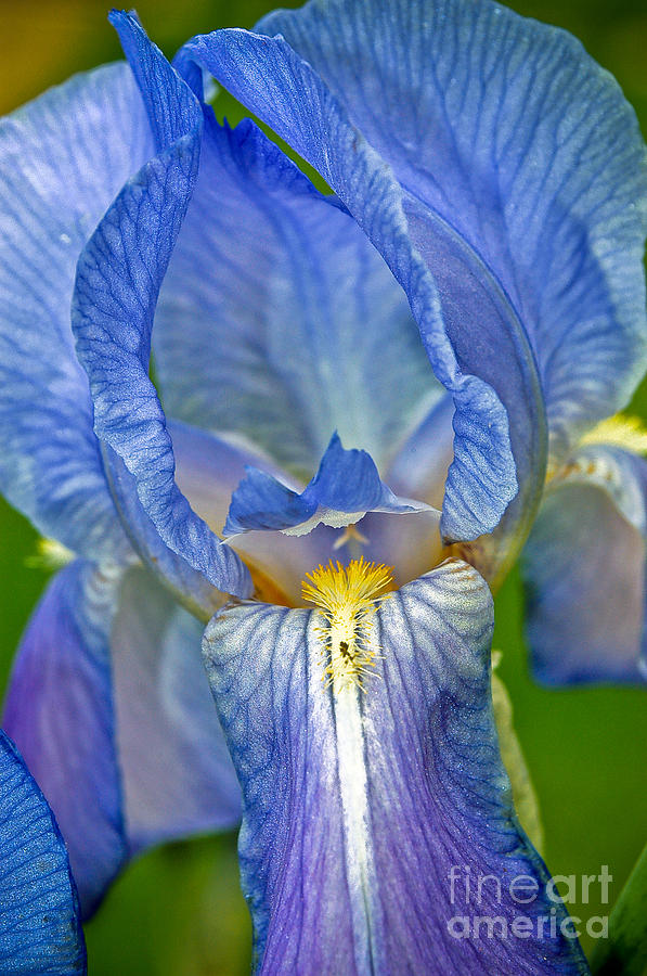 Iris Photograph by Larry Carr