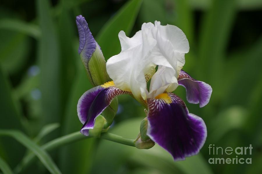 Iris Photograph by Living Color Photography Lorraine Lynch