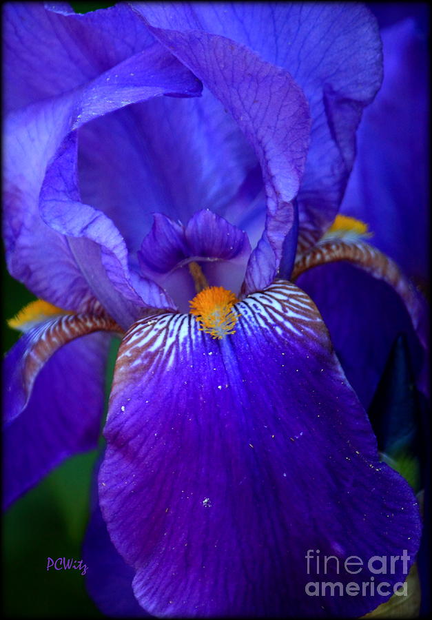 Iris Maw Photograph by Patrick Witz
