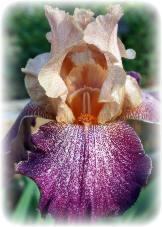 Iris Of Many Colors Photograph by Kay Novy