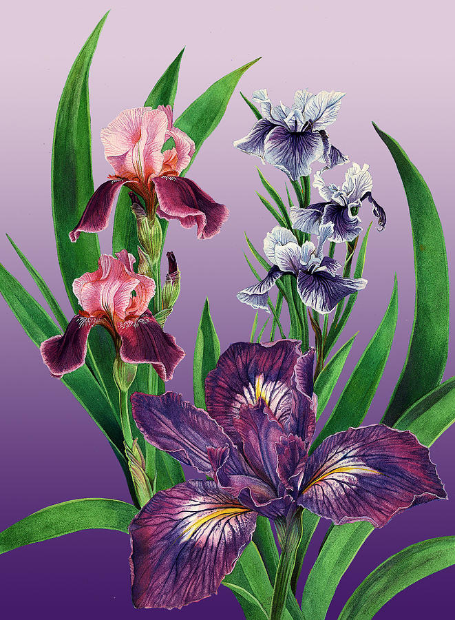 Iris on Purple Painting by Steven Stines