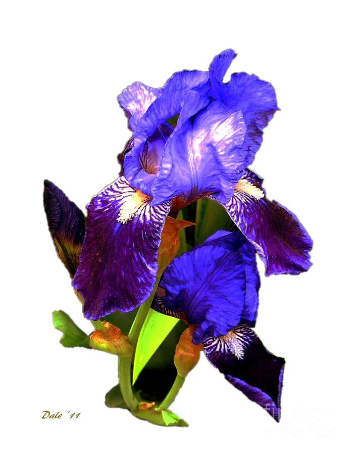 Iris on White Photograph by Dale   Ford