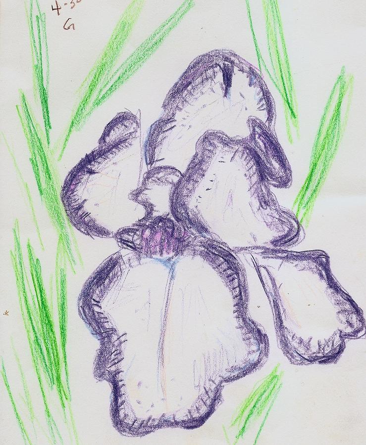 Iris Outlined Drawing by Carolyn Donnell