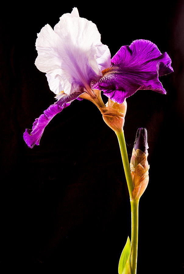Iris Photograph - Purple Bearded Iris Profile by Jean Noren