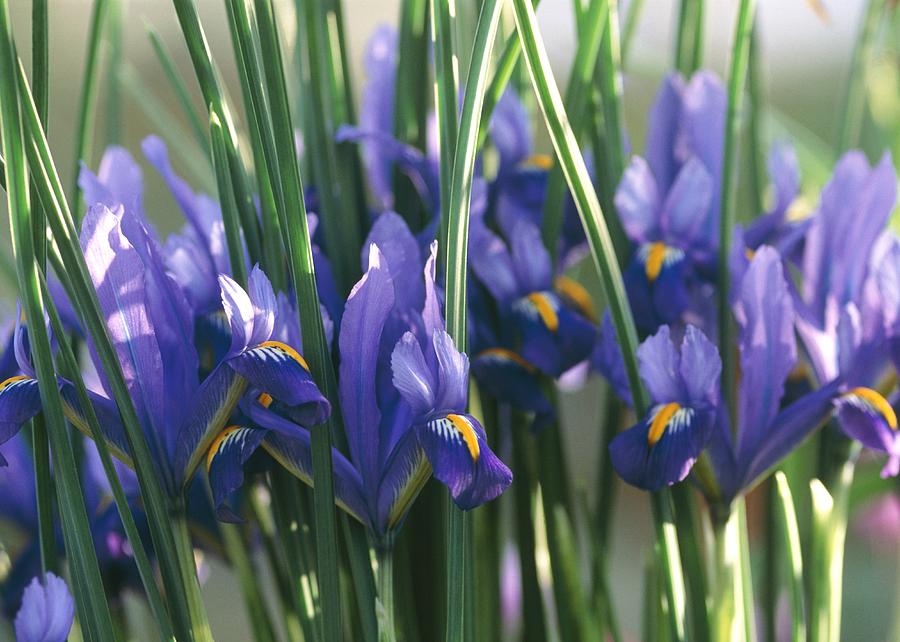 Iris Reticulata 'edward' Flowers Photograph by Vaughan Fleming