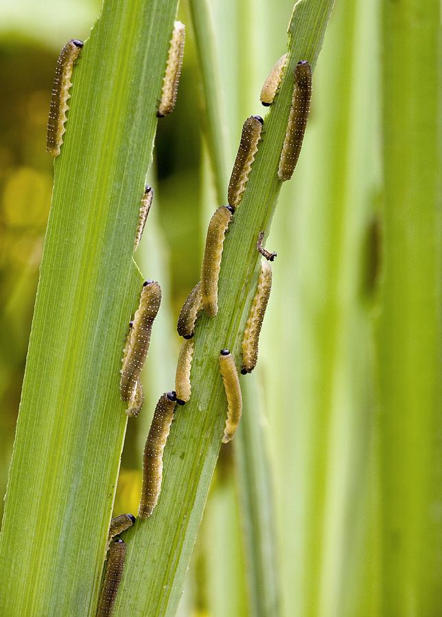 Iris Sawfly Larvae Photograph by Bob Gibbons