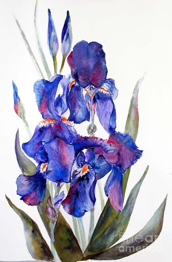 Iris Painting - Iris by Sibby S