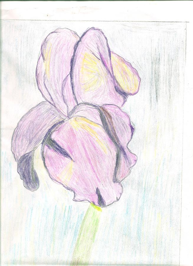 Iris Sketch Drawing by Carolyn Donnell