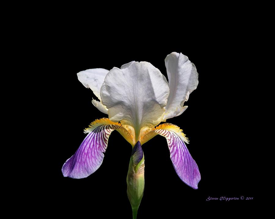 Iris Photograph by Steven Clipperton