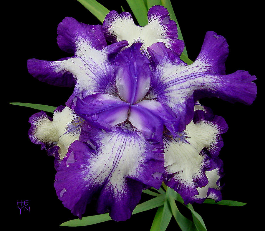Iris Unfolded Photograph by Shirley Heyn
