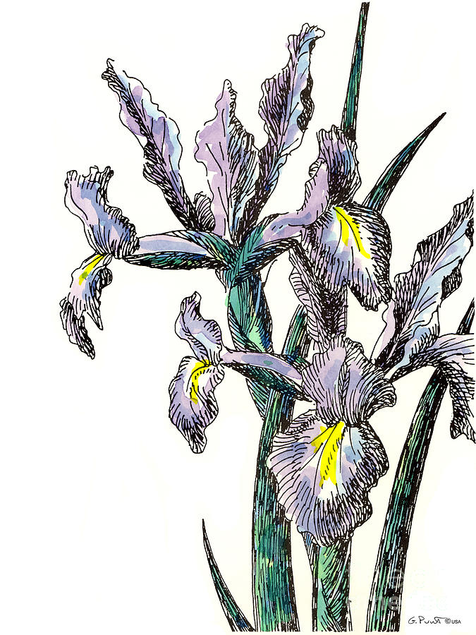 Iris Watercolor 4 Painting by Gordon Punt