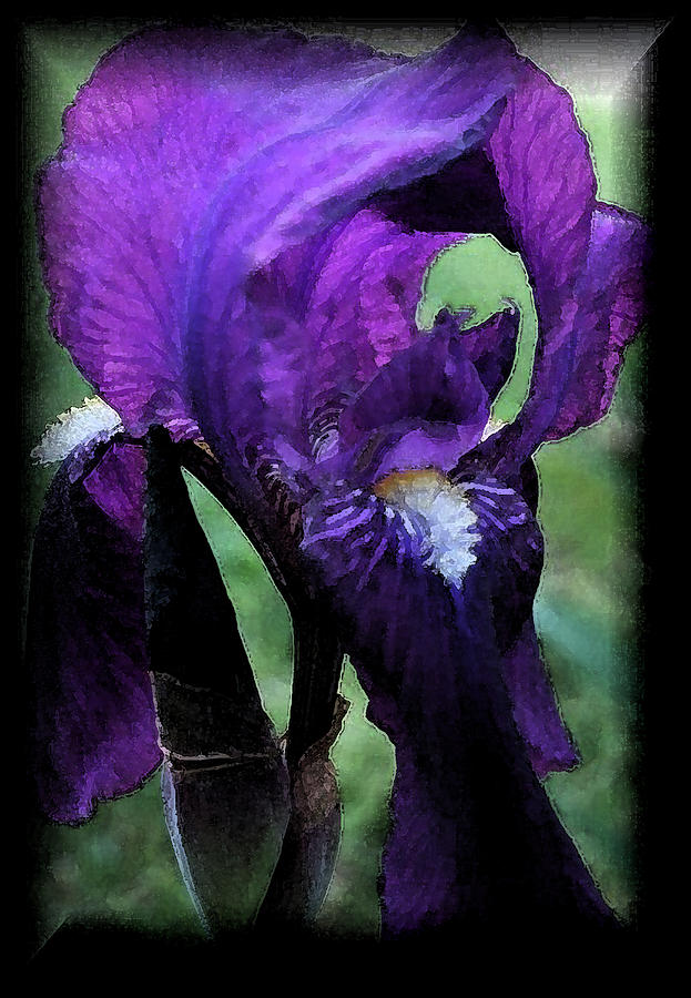 Iris Watercolor Photograph by Karen Harrison Brown